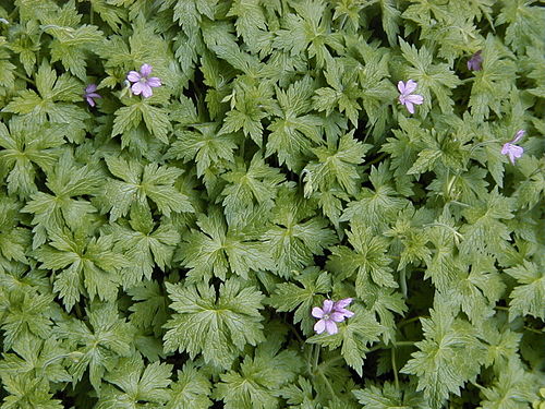 Geranium endressii